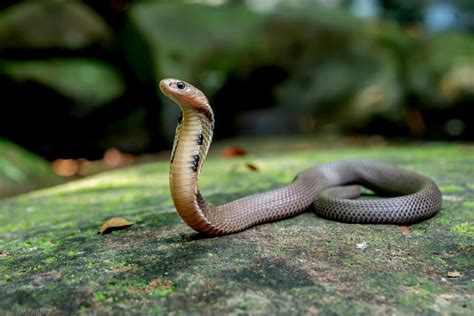 香港最毒的蛇|所有蛇類 — HongKongSnakeID.com